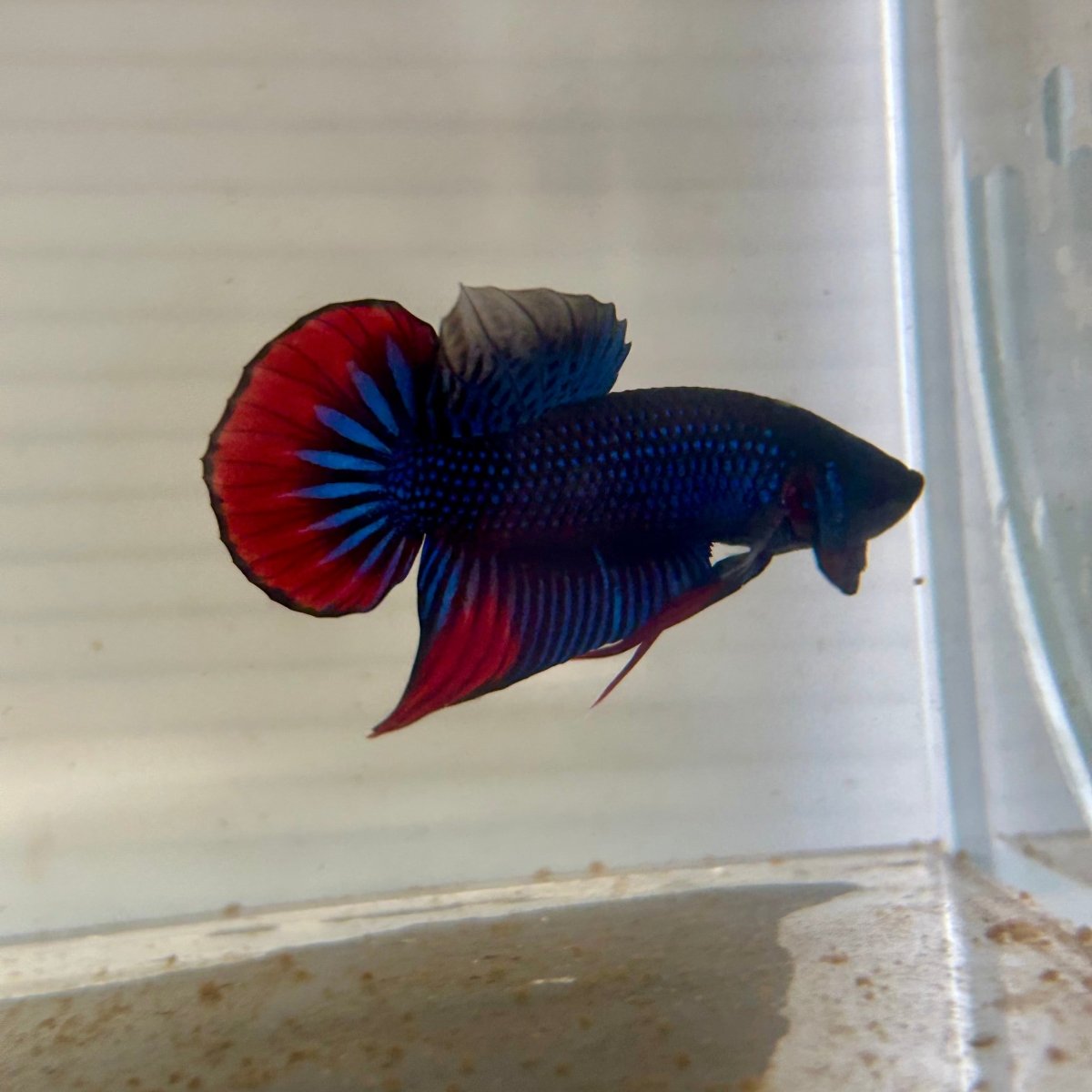 Wild Imbellis J56 Plakat - Male Betta
