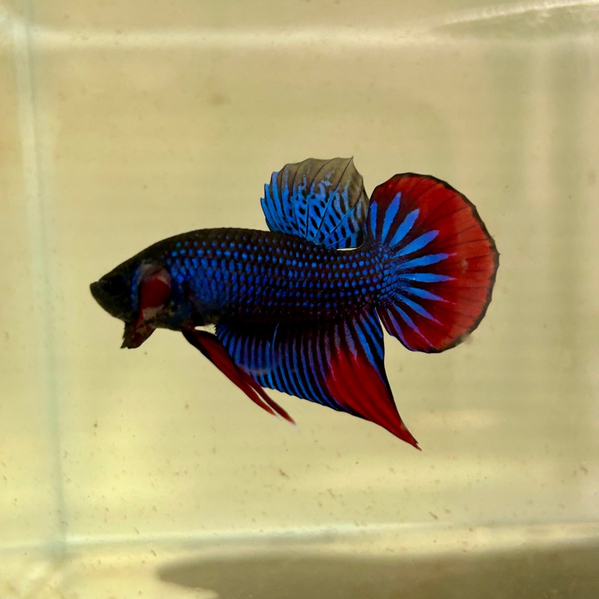 Wild Imbellis J56 Plakat - Male Betta