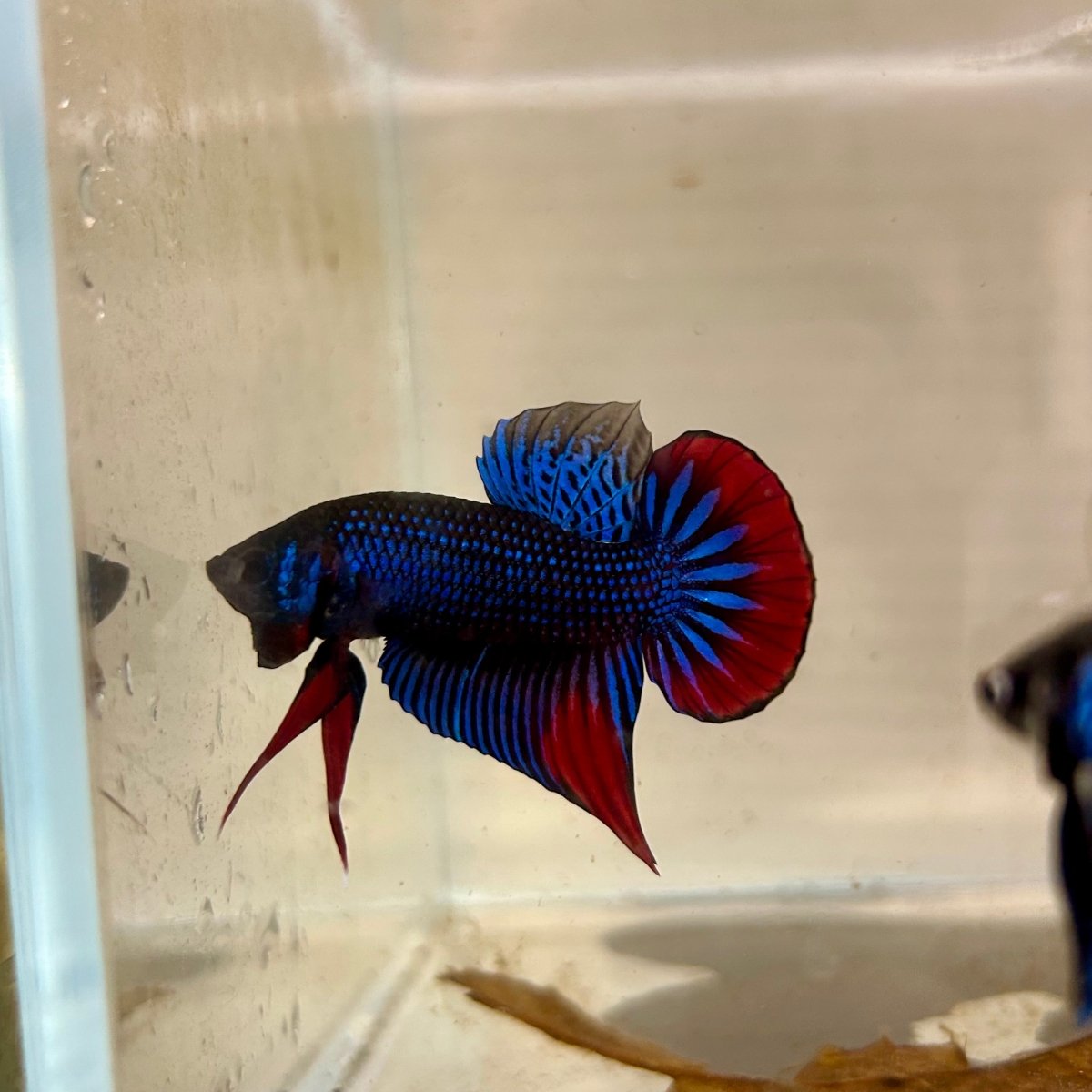 Wild Imbellis J56 Plakat - Male Betta