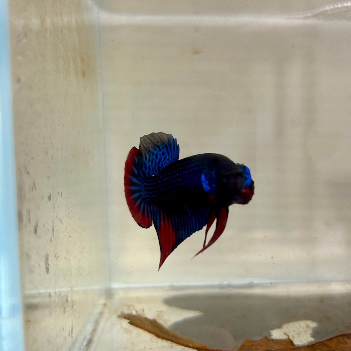Wild Imbellis J56 Plakat - Male Betta