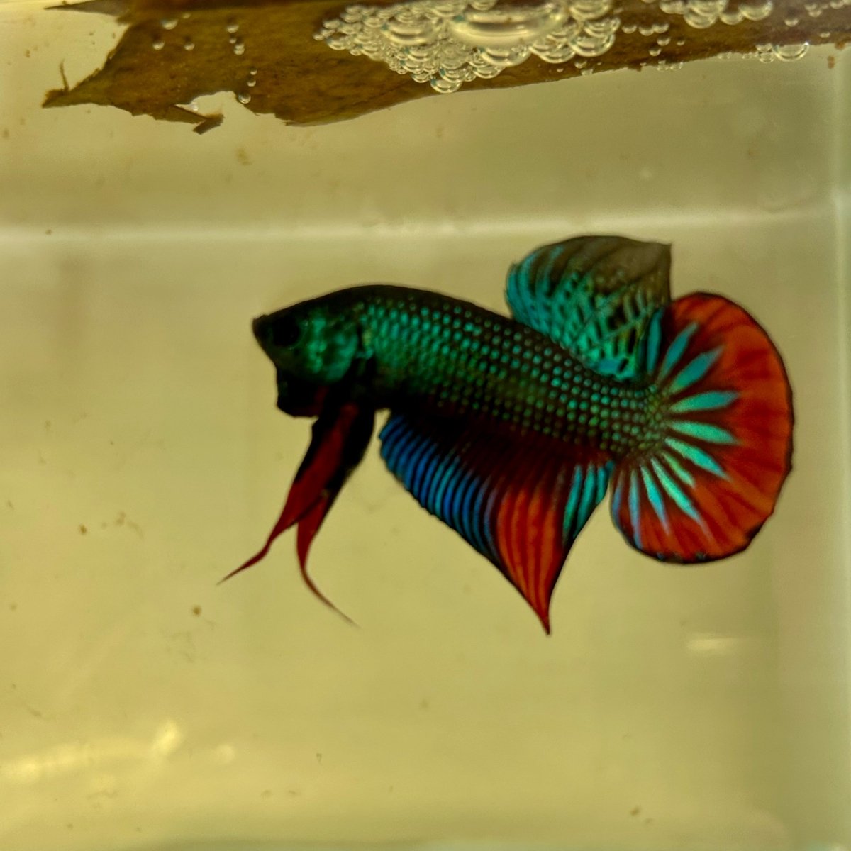 Wild Imbellis J57 Plakat - Male Betta