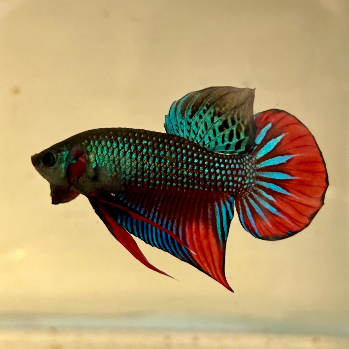 Wild Imbellis J57 Plakat - Male Betta
