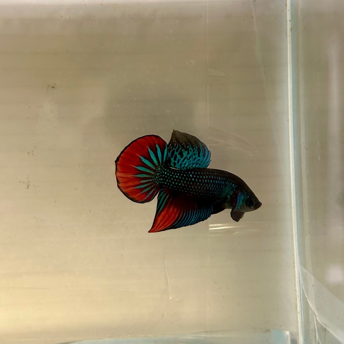 Wild Imbellis J57 Plakat - Male Betta
