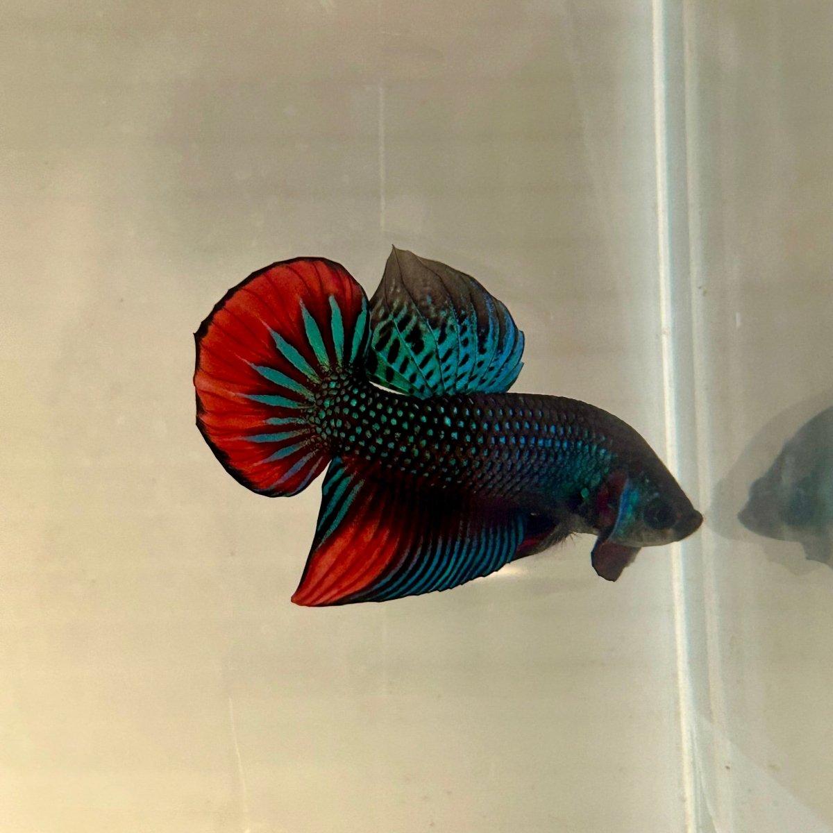 Wild Imbellis J57 Plakat - Male Betta