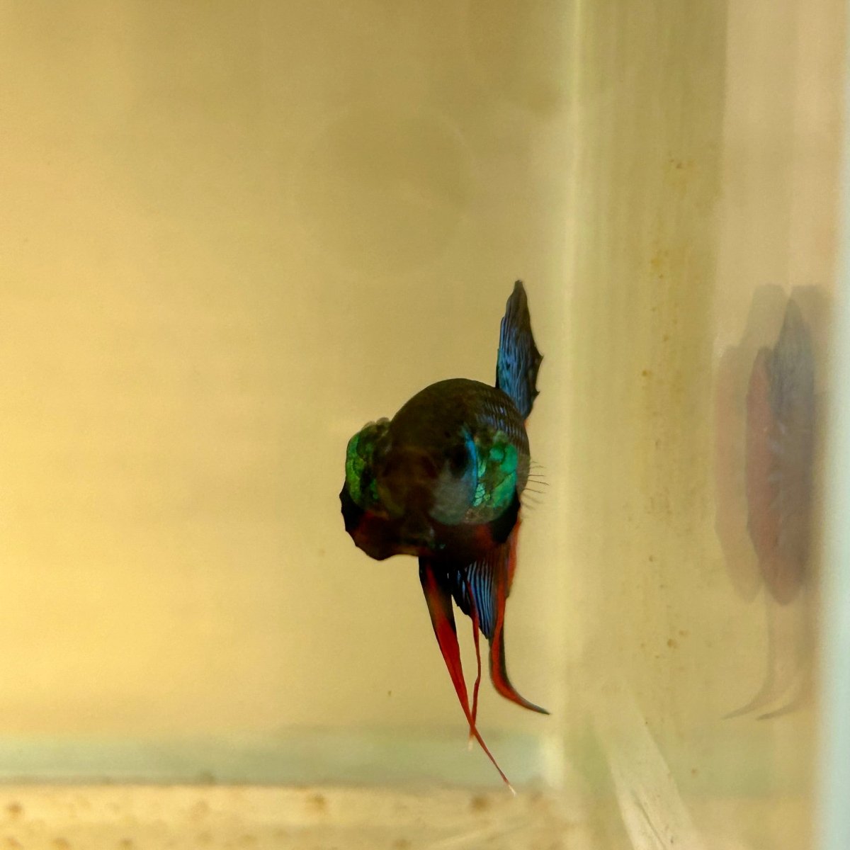 Wild Imbellis J57 Plakat - Male Betta