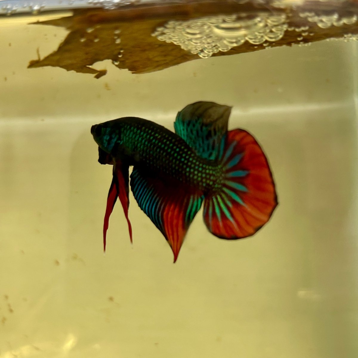 Wild Imbellis J57 Plakat - Male Betta