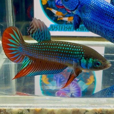 Wild Imbellis J59 Plakat - Male Betta