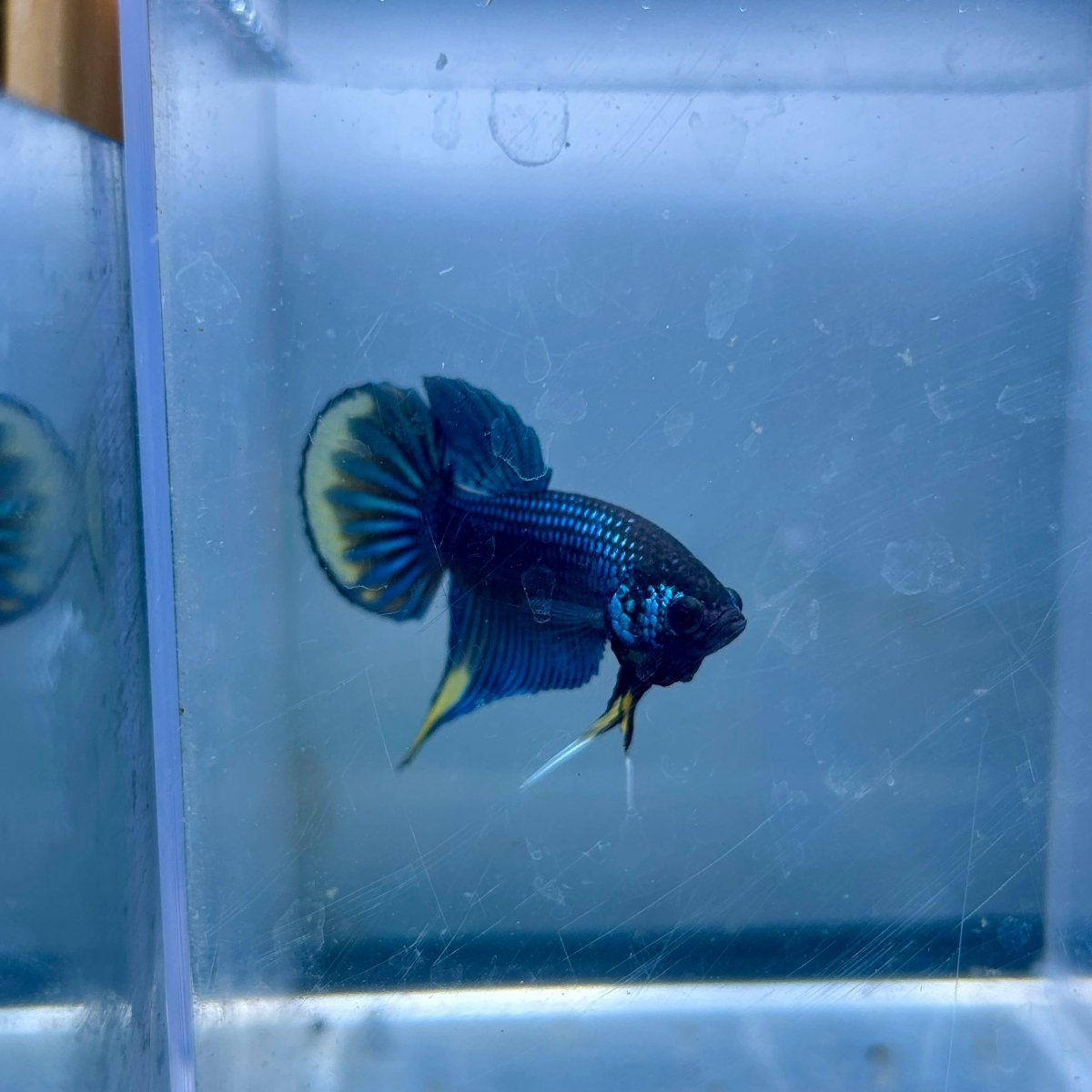 Wild Imbellis Plakat - Male Betta A29