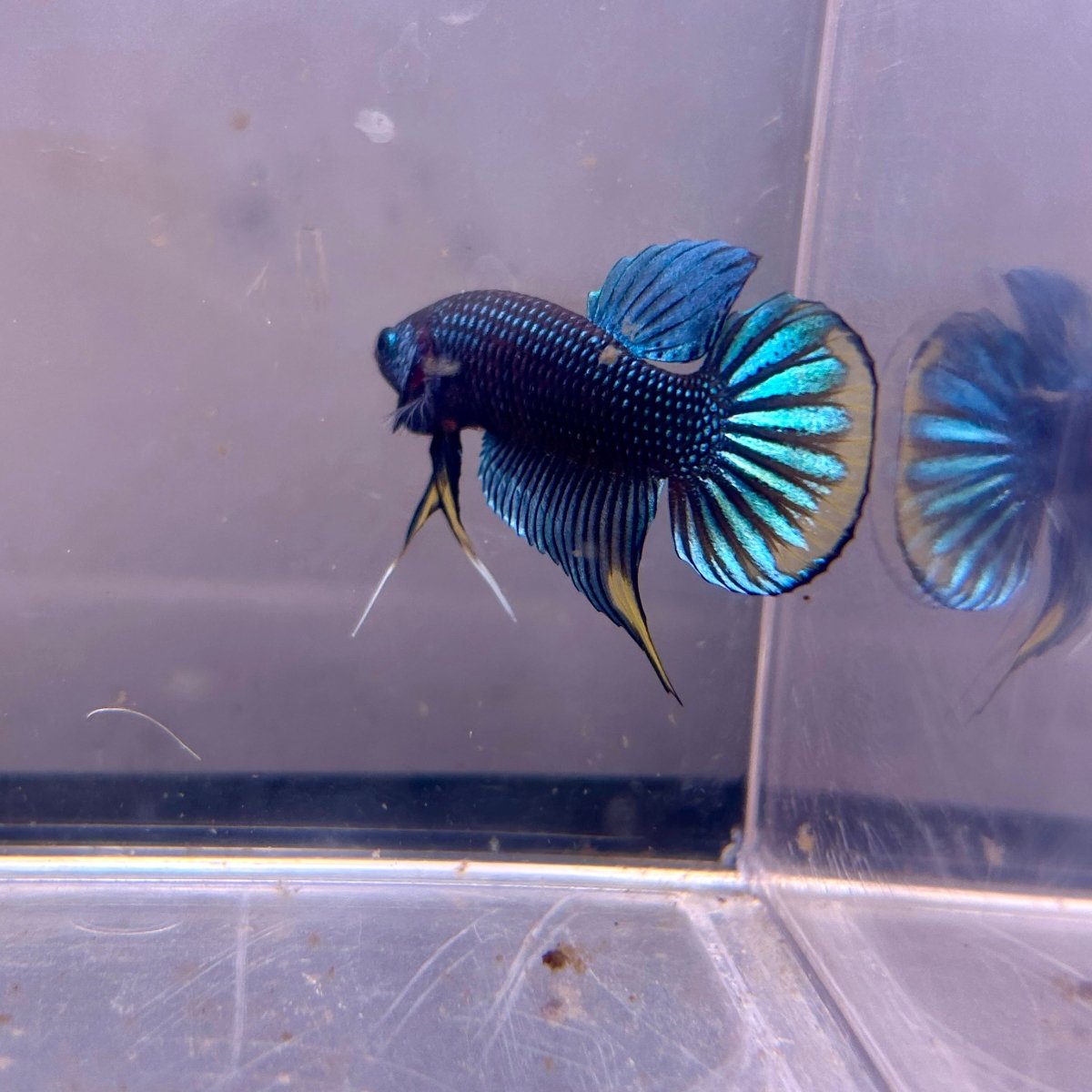 Wild Imbellis Plakat - Male Betta A29