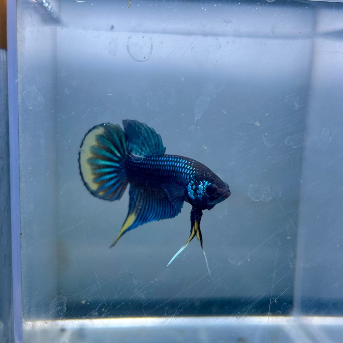 Wild Imbellis Plakat - Male Betta A29