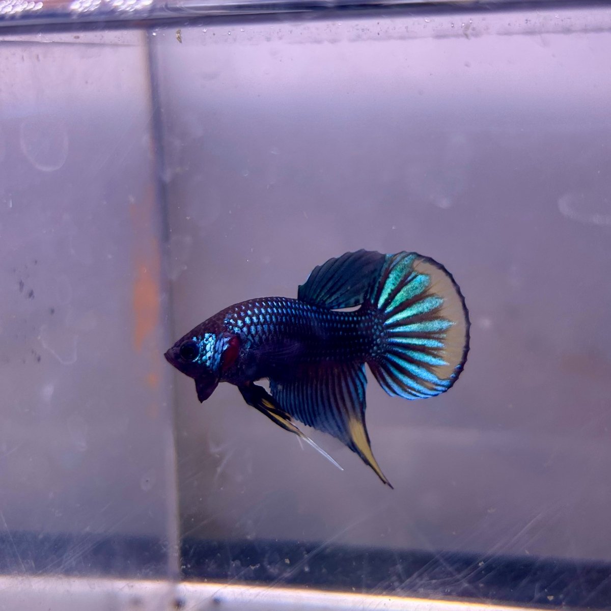 Wild Imbellis Plakat - Male Betta A29