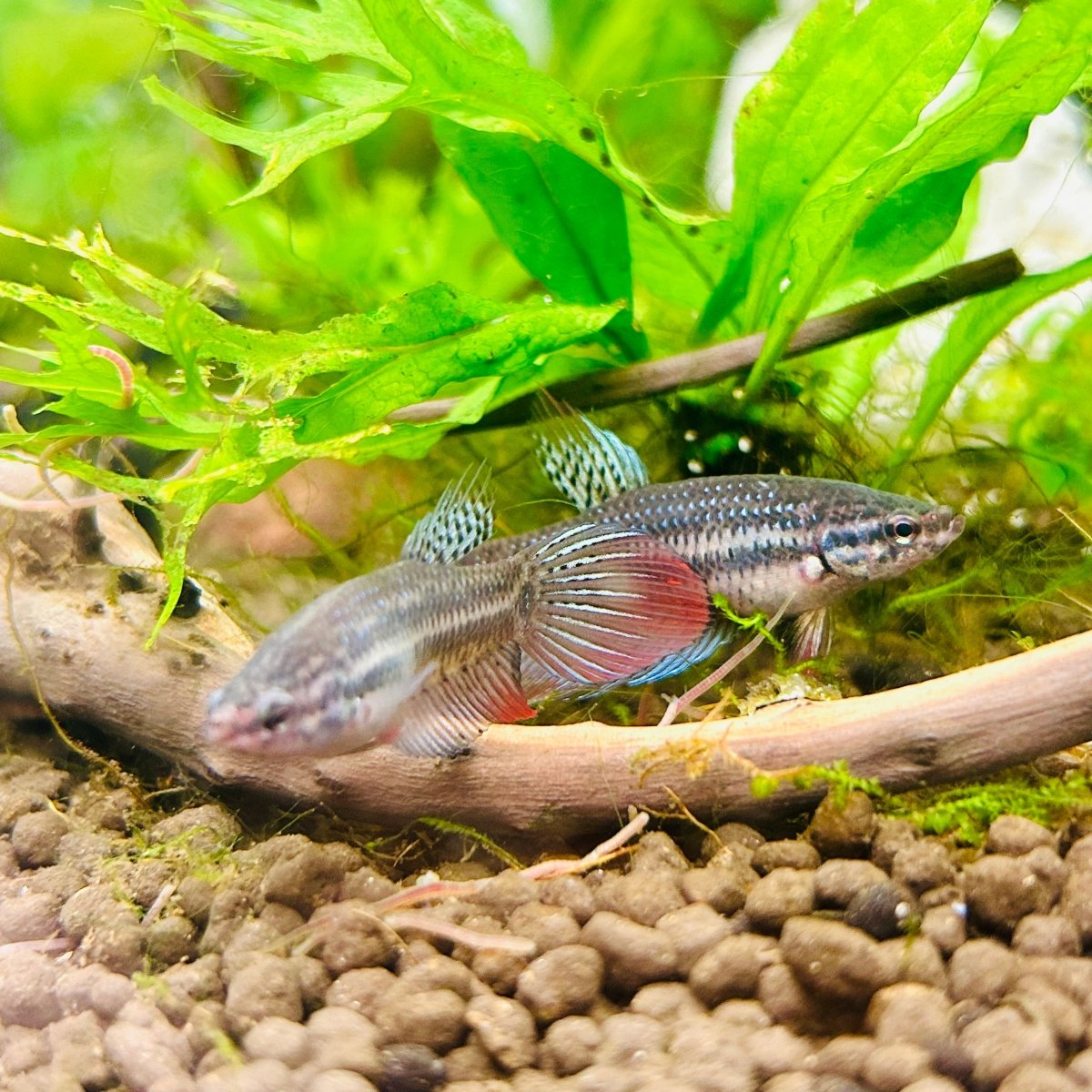 Wild Imbellis Veil Tail - Female Betta