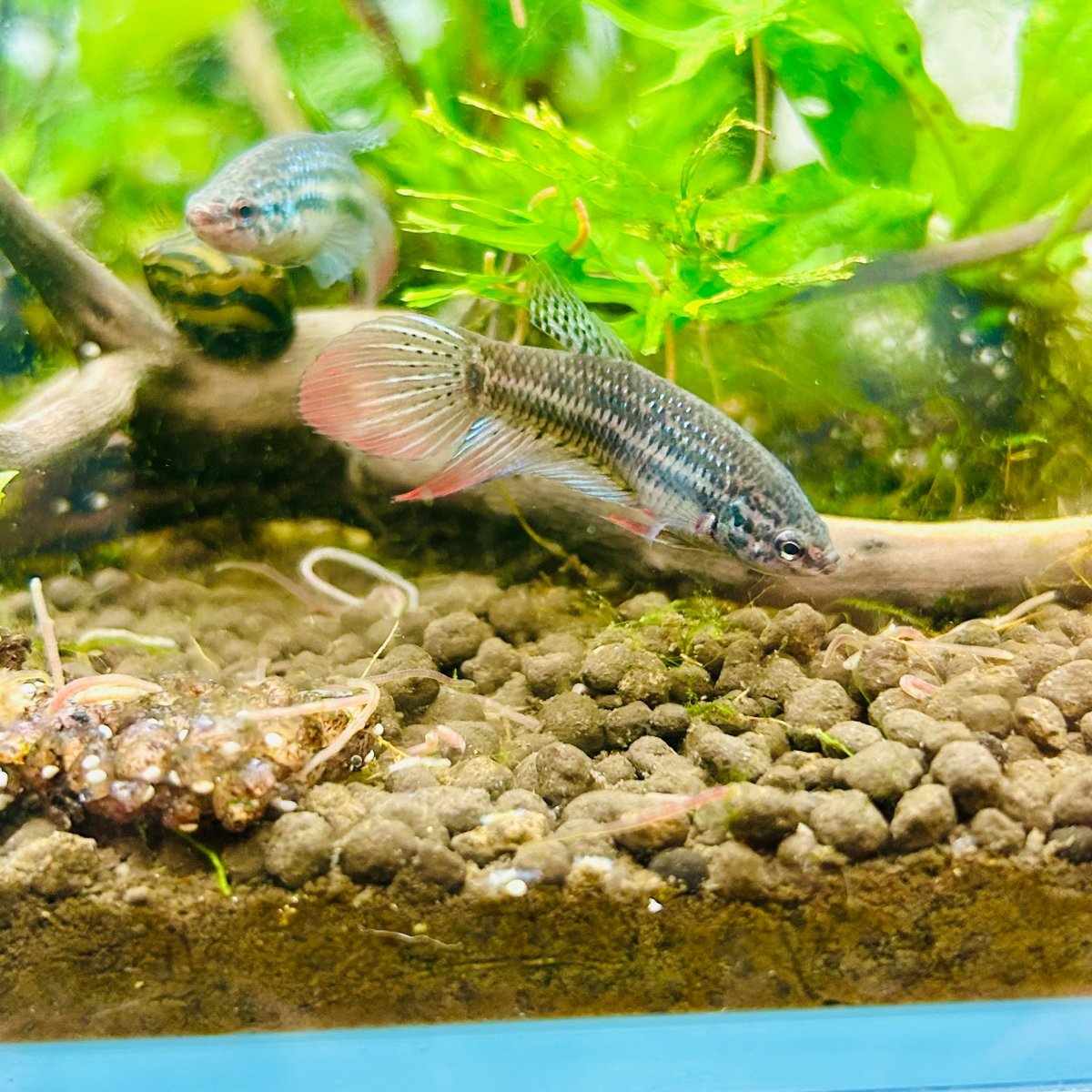Wild Imbellis Veil Tail - Female Betta
