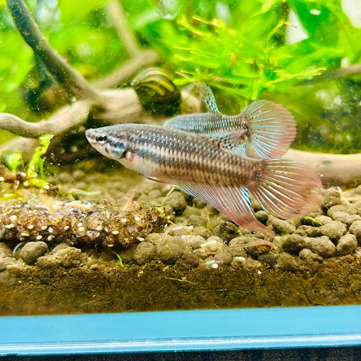 Wild Imbellis Veil Tail - Female Betta
