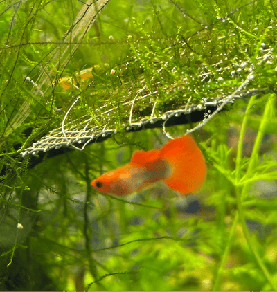 Wild Koi Short Glass Belly