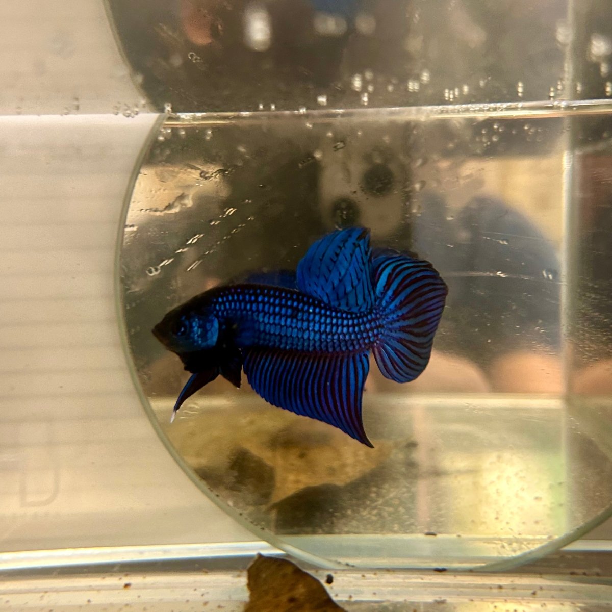 Wild Mahachai Blue J38 Plakat - Male Betta