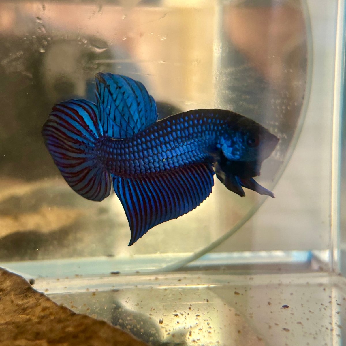 Wild Mahachai Blue J38 Plakat - Male Betta