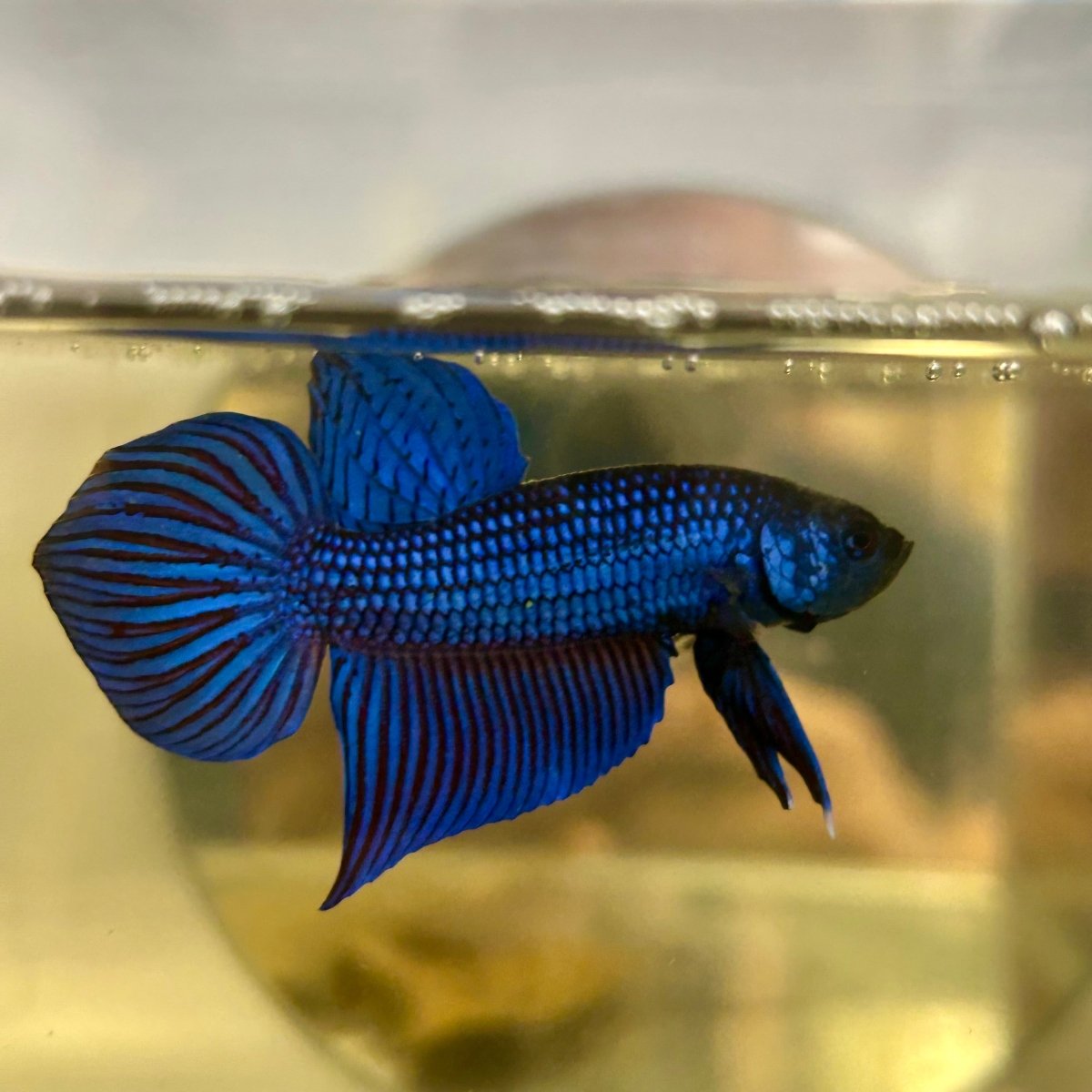 Wild Mahachai Blue J38 Plakat - Male Betta