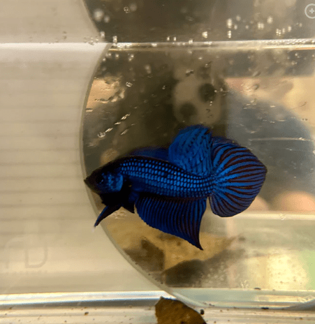 Wild Mahachai J36 Plakat - Male Betta