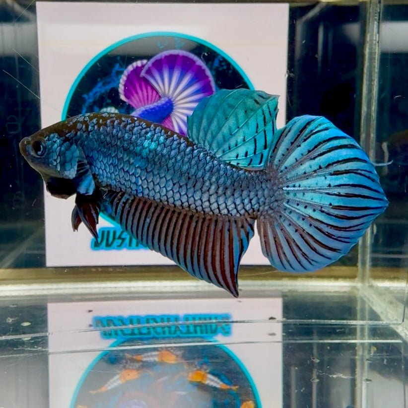 Wild Mahachai J36 Plakat - Male Betta
