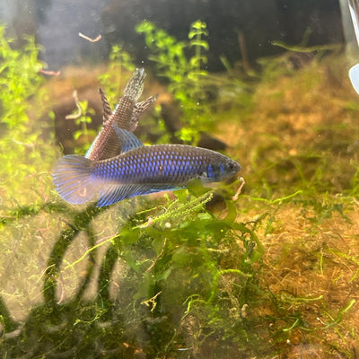 Wild Mahachai Plakat - Female Betta