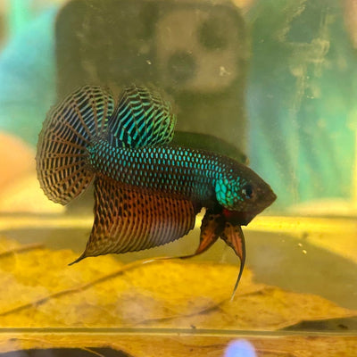 Wild Smaragdina Guitar Male Betta M103