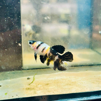 Yellow Bumble Bee Koi Female Betta 024 Female betta