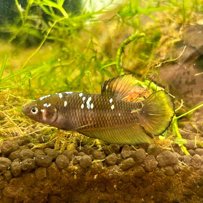 Yellow Copper Copper Plakat - Female Betta UNS - 20