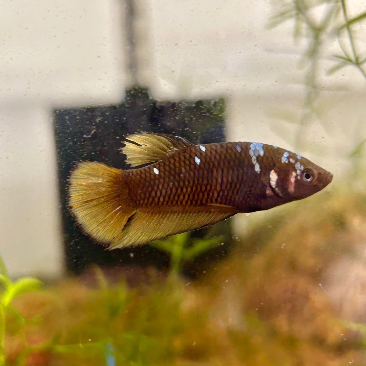 Yellow Copper Copper Plakat - Female Betta UNS - 20