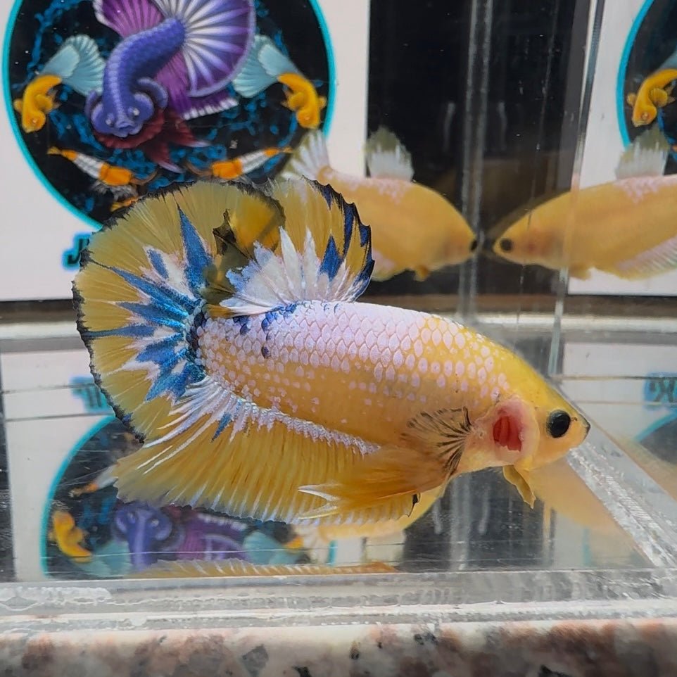 Yellow Fancy Copper A24 Plakat - Male Betta