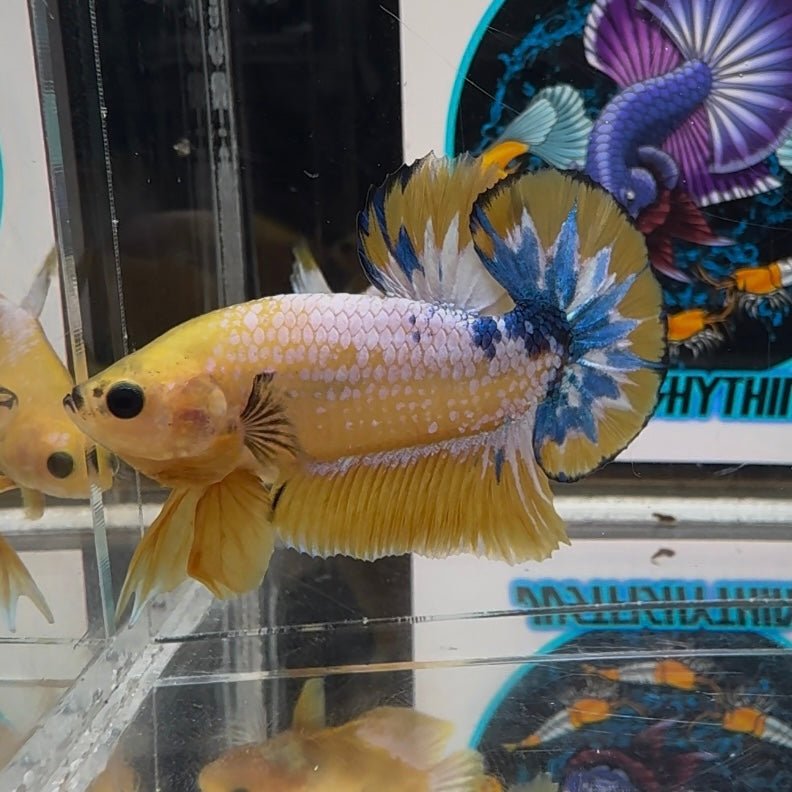 Yellow Fancy Copper A24 Plakat - Male Betta
