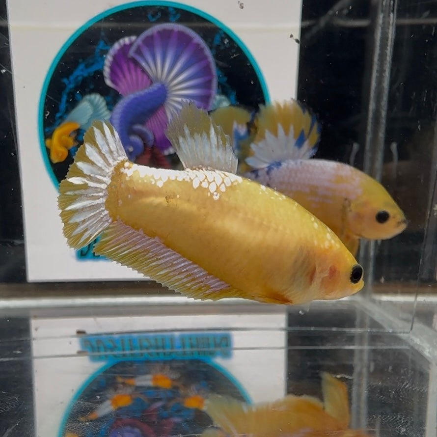 Yellow Fancy Copper A60 Plakat - Female Betta