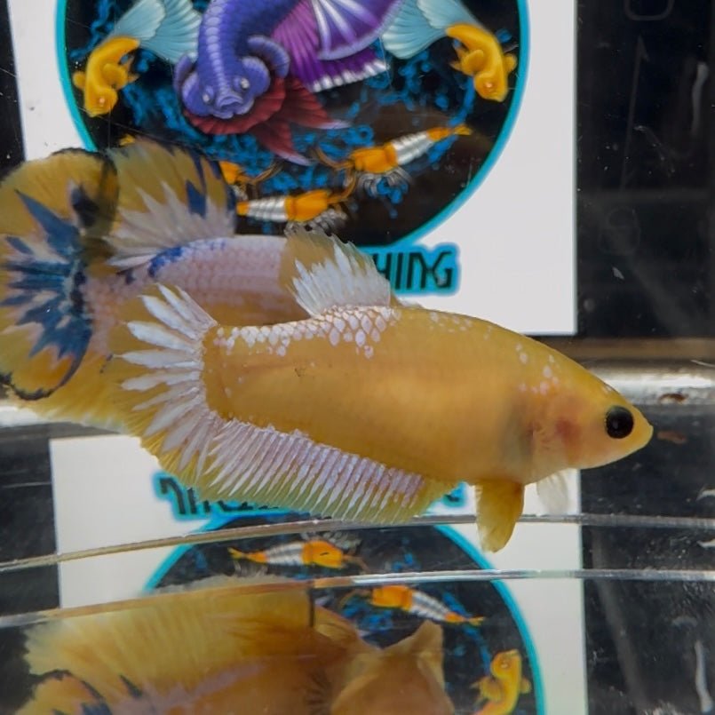 Yellow Fancy Copper A60 Plakat - Female Betta