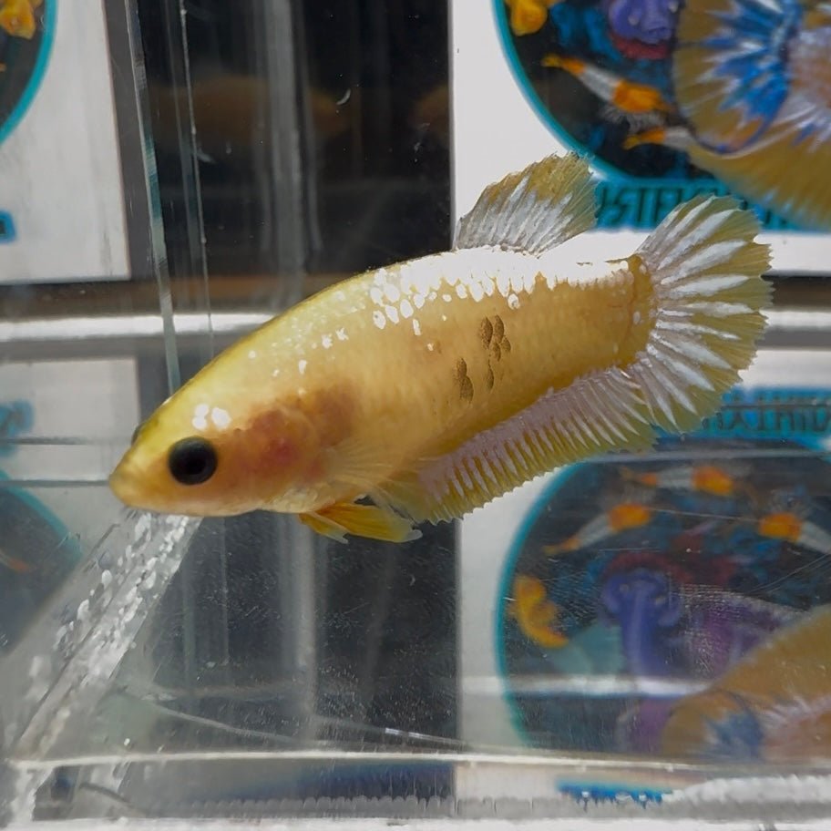 Yellow Fancy Copper A60 Plakat - Female Betta