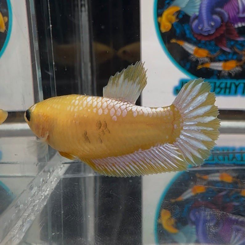 Yellow Fancy Copper A60 Plakat - Female Betta