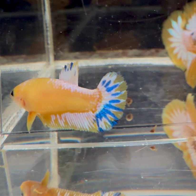Yellow Fancy Copper Star A04 Plakat - Female Betta