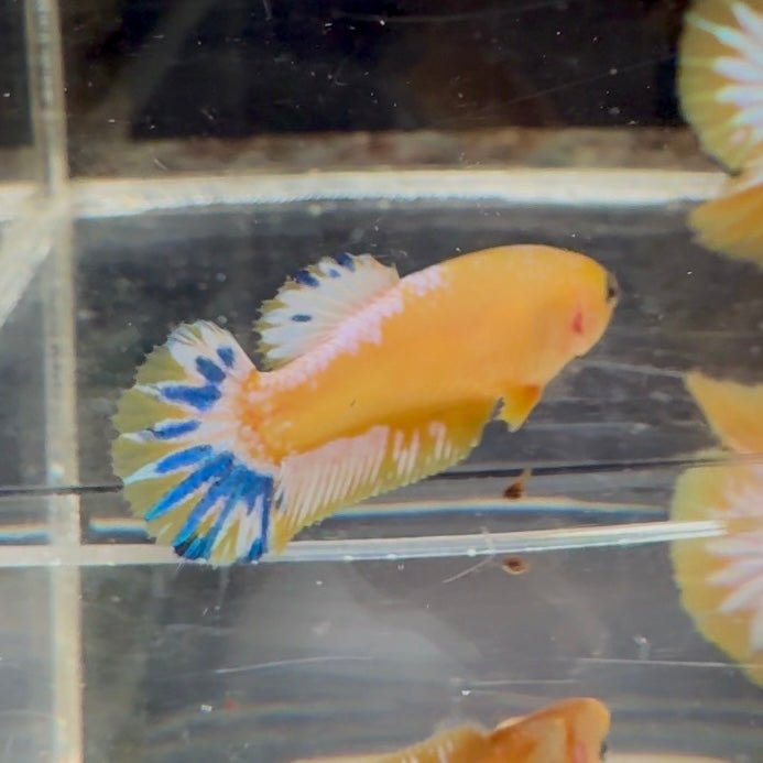 Yellow Fancy Copper Star A04 Plakat - Female Betta