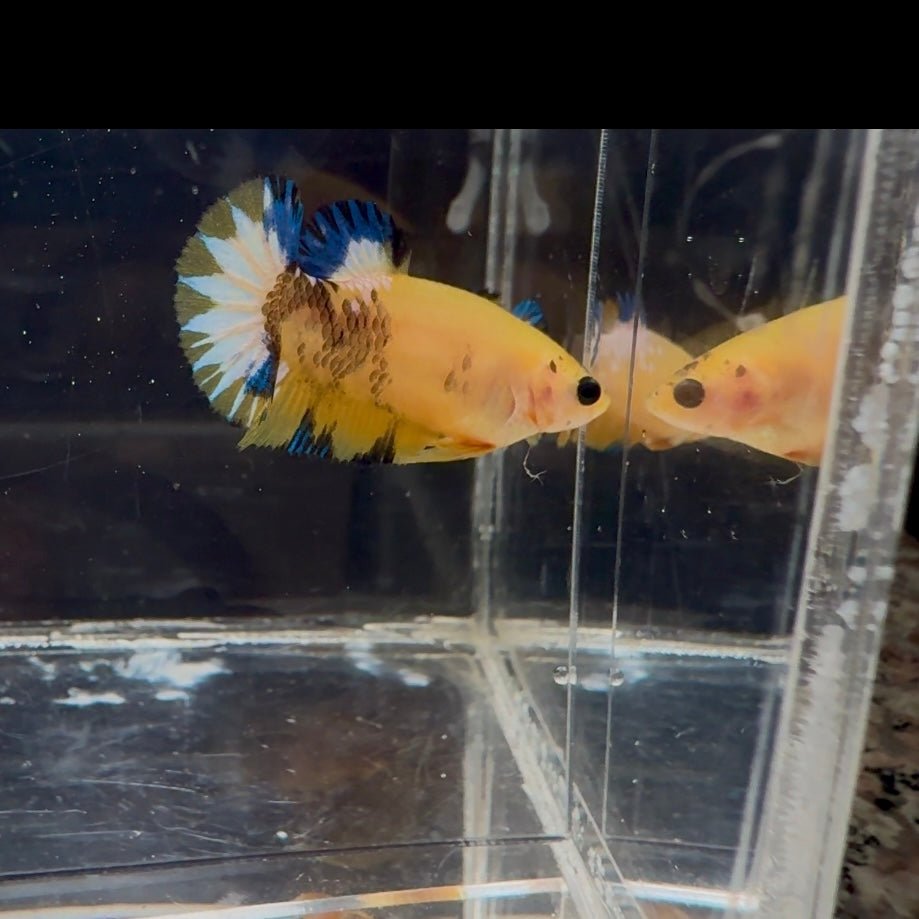 Yellow Fancy Copper Star A05 Plakat - Female Betta