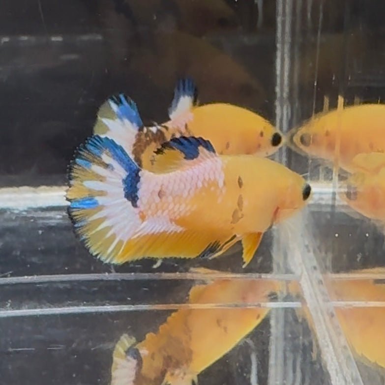 Yellow Fancy Copper Star A06 Plakat - Female Betta
