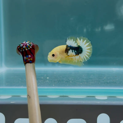 Yellow Fancy Copper Star S10 Plakat - Male Betta