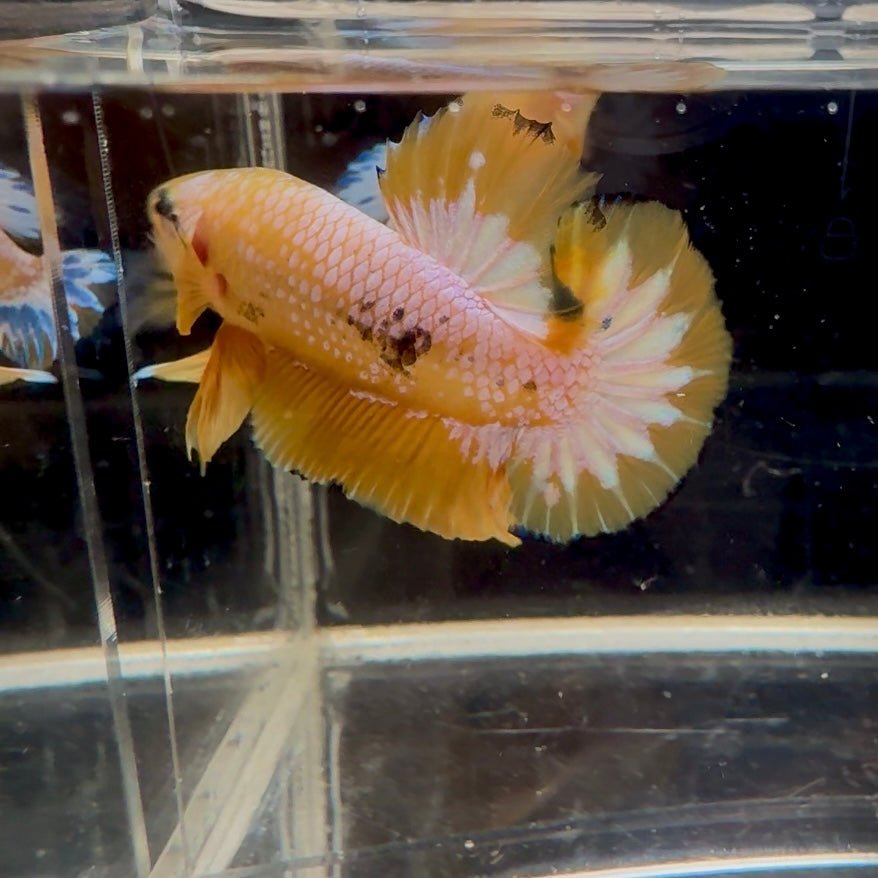 Yellow Fancy Copper White Star A03 Plakat - Male Betta