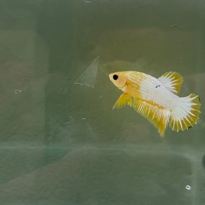 Yellow Fancy Startail S25 Plakat - Male Betta