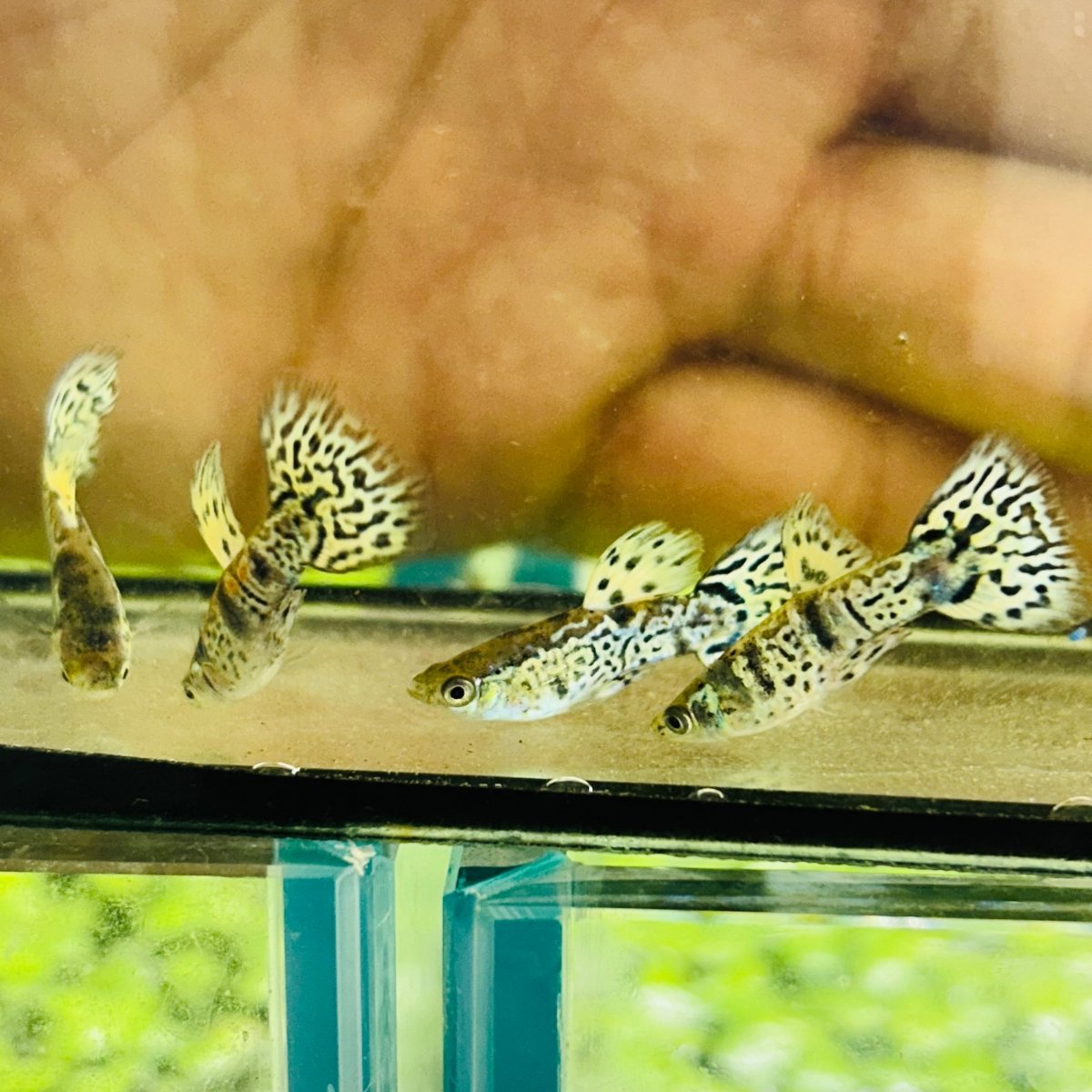 Yellow King Cobra Short Body - Guppy