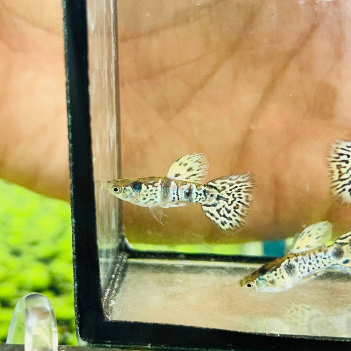 Yellow King Cobra Short Body - Guppy