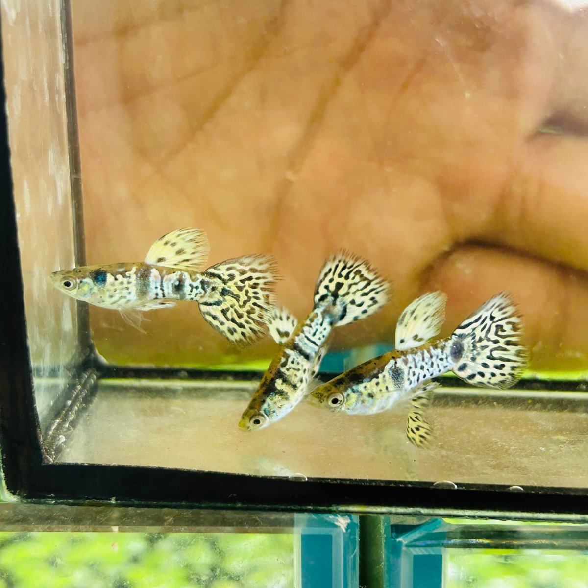 Yellow King Cobra Short Body - Guppy