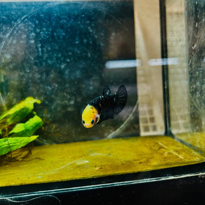 Yellow Koi Bumble Bee Plakat - Female Betta 098 Female betta