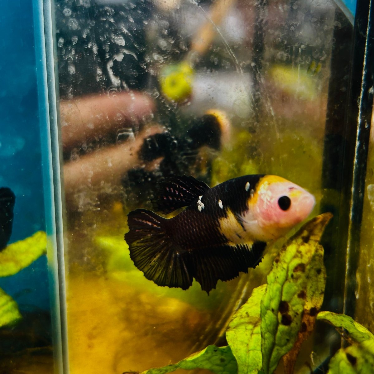Yellow Koi Bumble Bee Plakat - Female Betta 164 Female betta