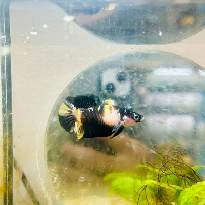 Yellow Koi Bumble Bee Plakat - Female Betta A233 Female betta