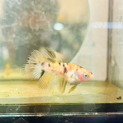 Yellow Koi Crowntail - Female Betta 131