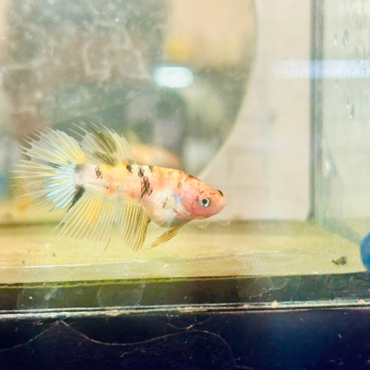 Yellow Koi Crowntail - Female Betta 131